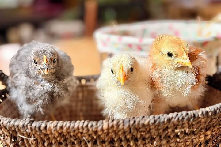 Ganze Wohnung, Country studio with swimming pool and various animals to discover in Vignoux-sur-Barangeon, Vierzon Region