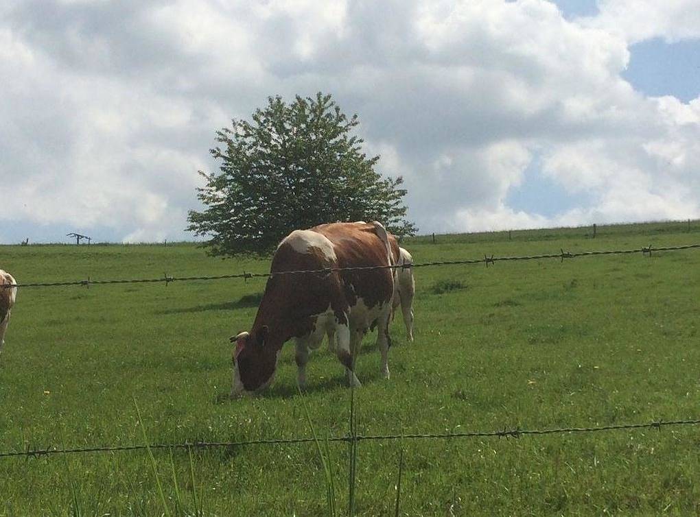 Appartement de vacances entier, Appartement de vacances pour 4 personnes avec balcon in Orlenbach, Arrondissement d'Eifel-Bitburg-Prüm