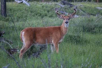 Log Cabin for 4 People in Glacier National Park, Flathead County, Photo 1