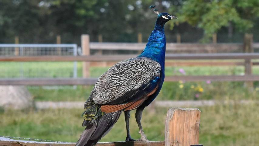 Ferienhaus für 7 Personen, mit Terrasse in Kvie Sø - 3