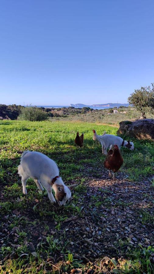 Villa pour 6 personnes, avec piscine ainsi que jacuzzi et jardin à Alghero - 4