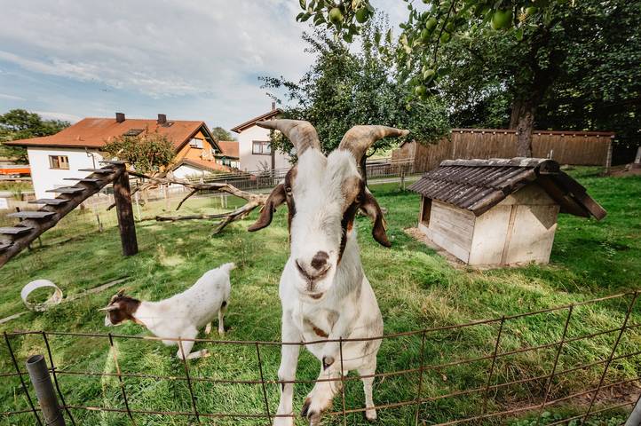 Bauernhof für 3 Personen, mit Garten in Deutschland - 4