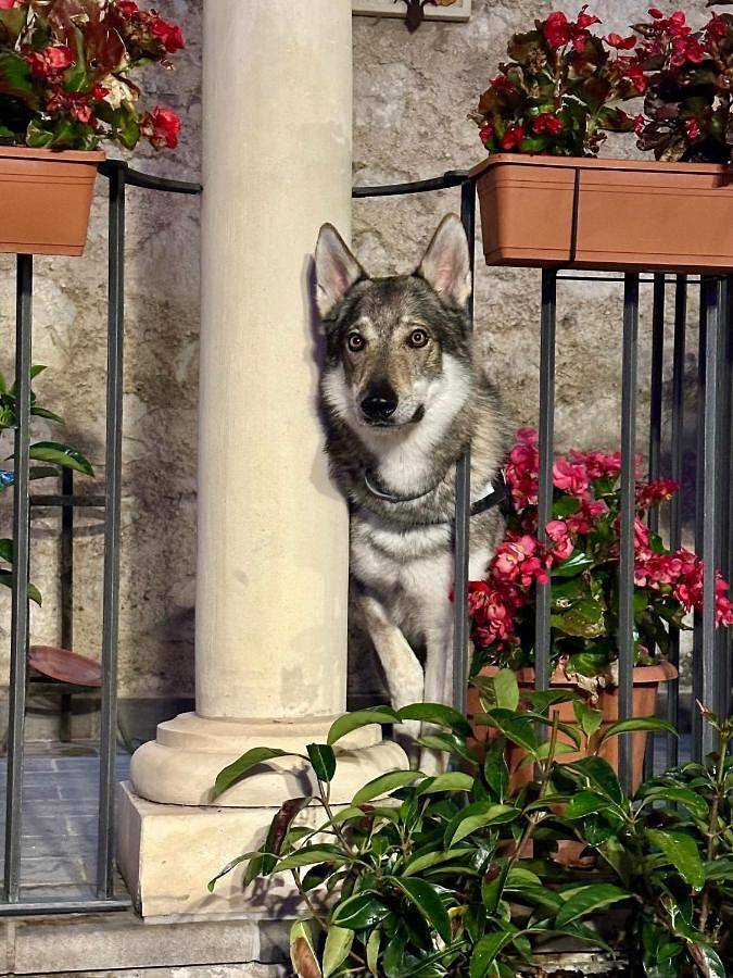 Bed and breakfast per 2 persone, con panorama e terrazza, con animali domestici - 1