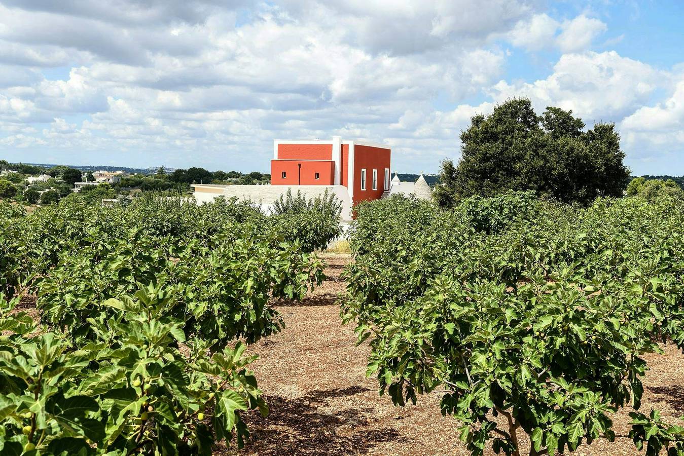 Bauernhof mit Pferden zwischen Cisternino und dem Meer in Cisternino, Salento