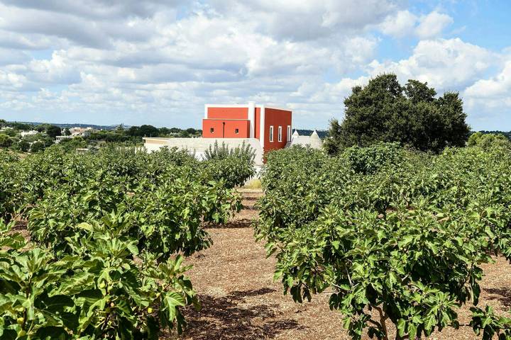 Agriturismo con cavalli tra Cisternino e il mare in Cisternino, Salento