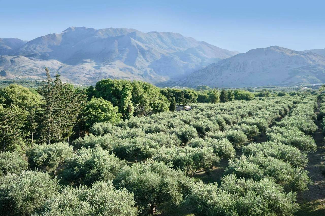 Vardis Olive Garden in Région de la Canée