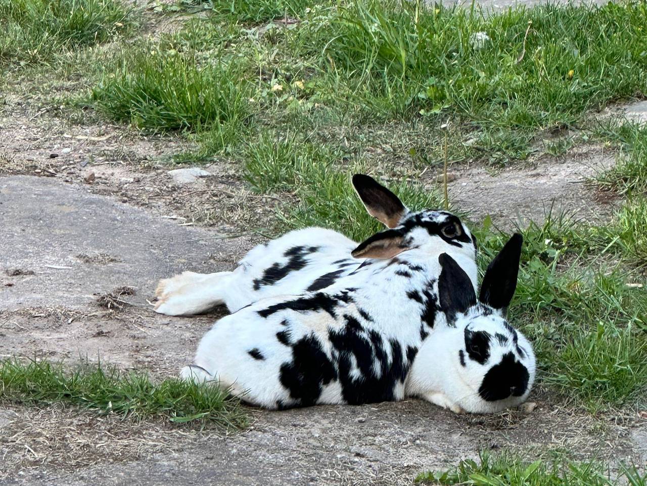 Ganze Ferienwohnung, Knisi Ranch - Ferienwohnung Unstruttal in Wangen (Nebra), Nebra (Unstrut)