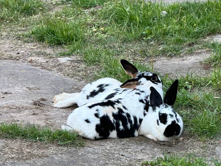 Bauernhof für 3 Personen, mit Garten und Terrasse in Sachsen-Anhalt - 4