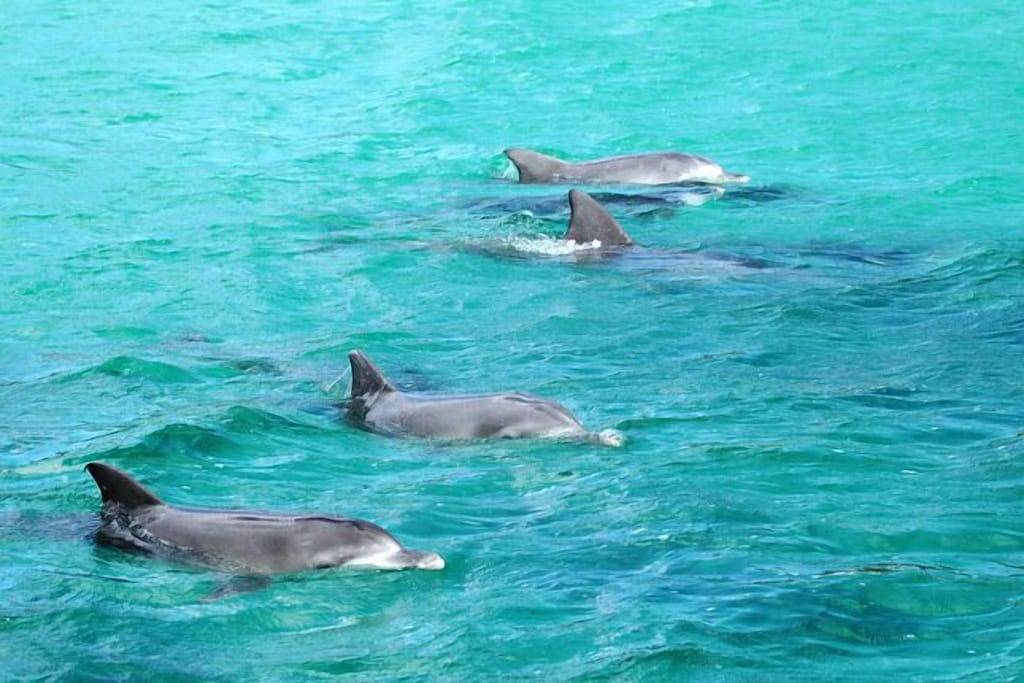 Ganze Wohnung, Schöner Ort! Main St Huskisson - Familienfreundliche Wohnung - 750m zum Strand! in Huskisson, Jervis Bay