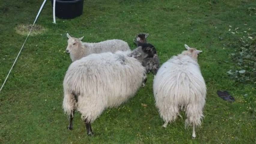 Ferienwohnung für 5 Personen, mit Garten in Kargow - 4