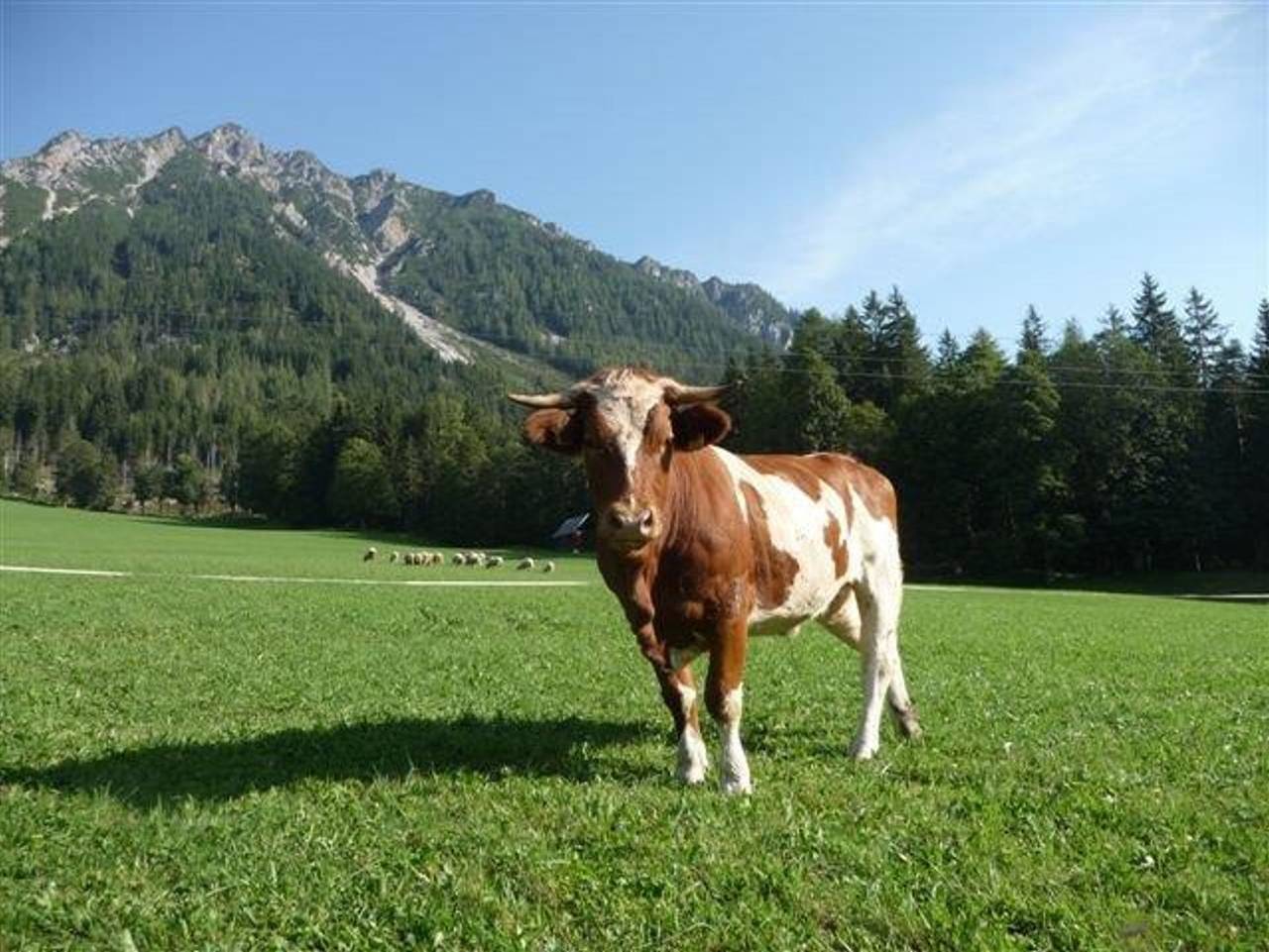 Perchthof - Doppelzimmer mit Dusche, Wc in Ramsau am Dachstein, Schladming-Dachstein
