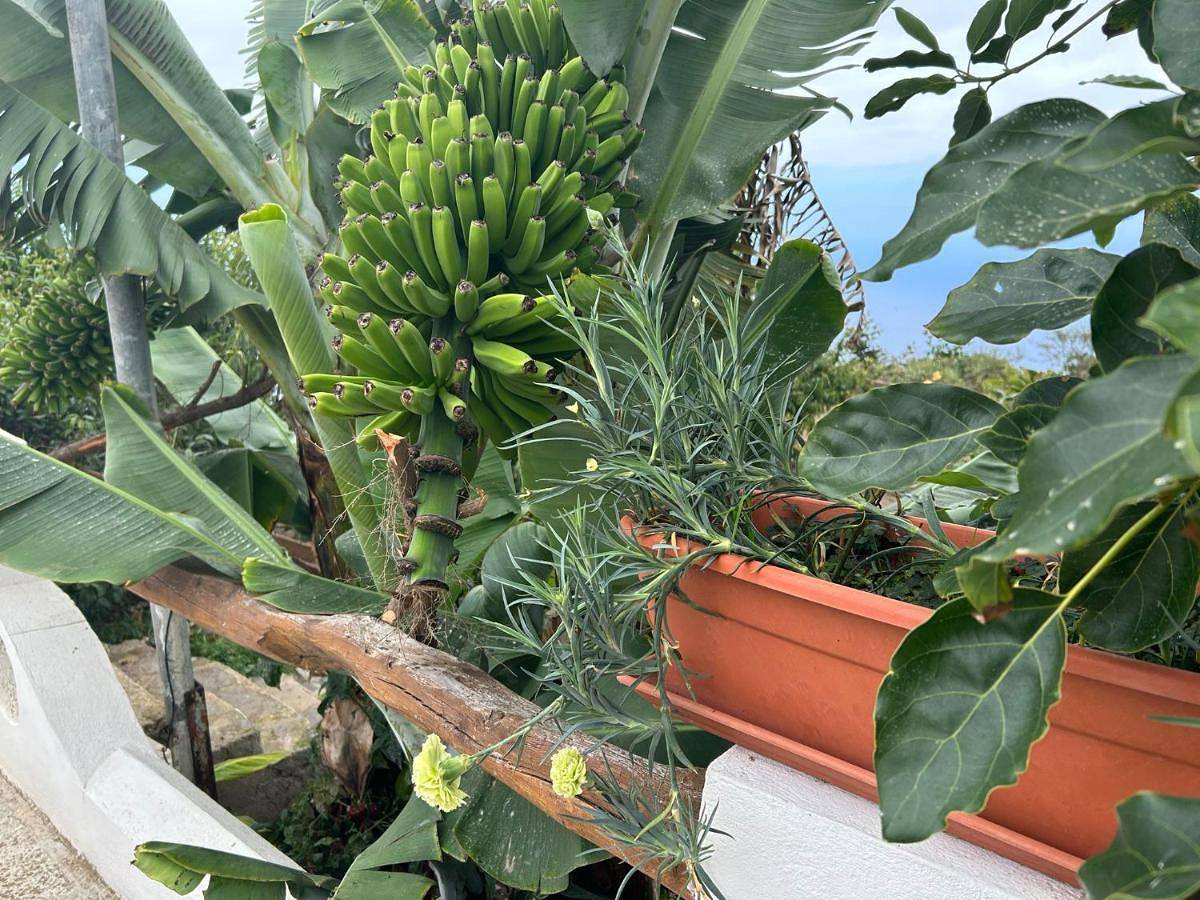 One-Bedroom House in Garachico, Tenerife Norte