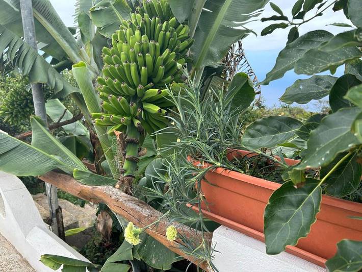 Casa de vacaciones para 2 personas, con vistas y jardín en Tenerife - 2