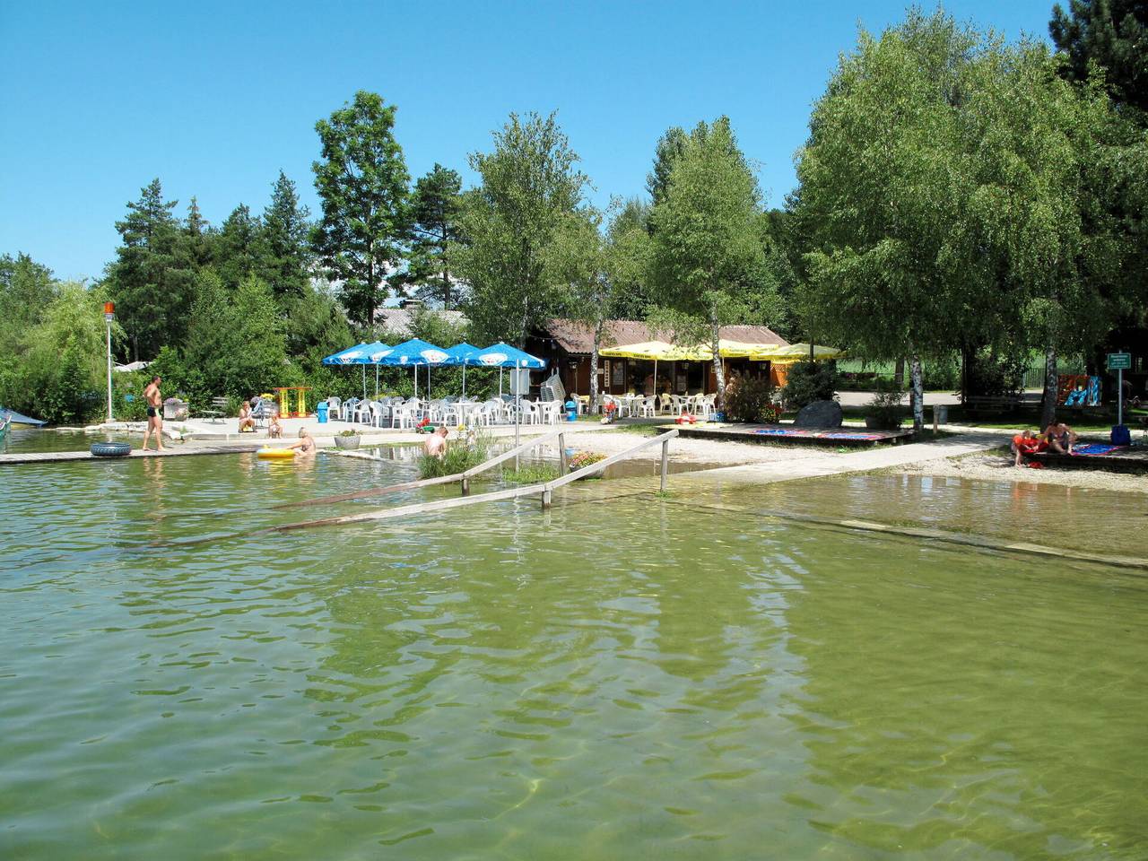 Mondsee 605 - Fichte 605.1 in Oberwang, Bezirk Vöcklabruck