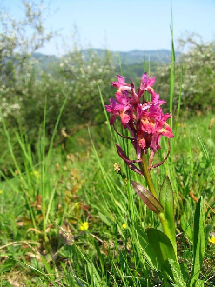 Hotel für 2 Personen, mit Garten und Balkon sowie Sauna, kinderfreundlich in Thurmansbang - 4
