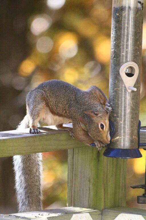 Grace Cottage - Charmant mit wunderschöner Aussicht auf den Beaver Lake in Beaver Lake
