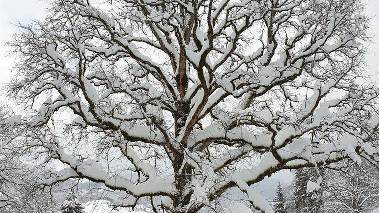 Ganze Ferienwohnung, Ferienwohnung für 4 Personen (37 m²) in Unterammergau in Unterammergau, Bayerische Alpen