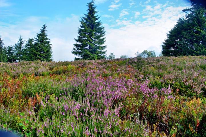 Ferienhaus für 10 Personen, mit Garten, kinderfreundlich in Winterberg - 3