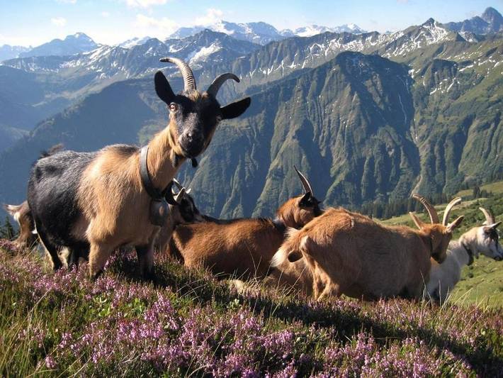 Ferienhaus für 7 Personen, mit Ausblick und Balkon in Weitnau