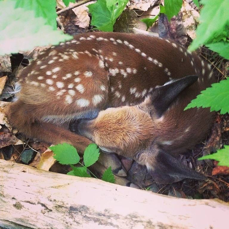 Einzigartige Unterkunft in der Wildnis in White Mountain National Forest