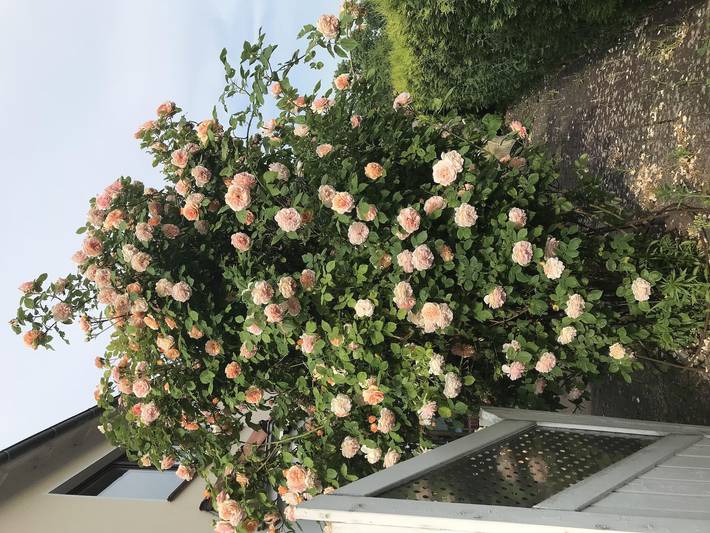 Ferienwohnung für 8 Personen, mit Balkon und Terrasse sowie Garten in Eckwarden - 2