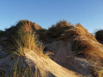 Ferieudlejning til 8 Personer i Ringkøbing, Holmsland Klit, Billede 4
