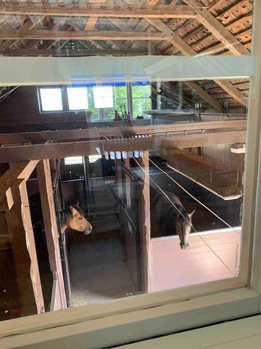 Ferienwohnung für 6 Personen, mit Ausblick und Garten sowie Sauna und Seeblick, mit Haustier in Ödeshög - 4