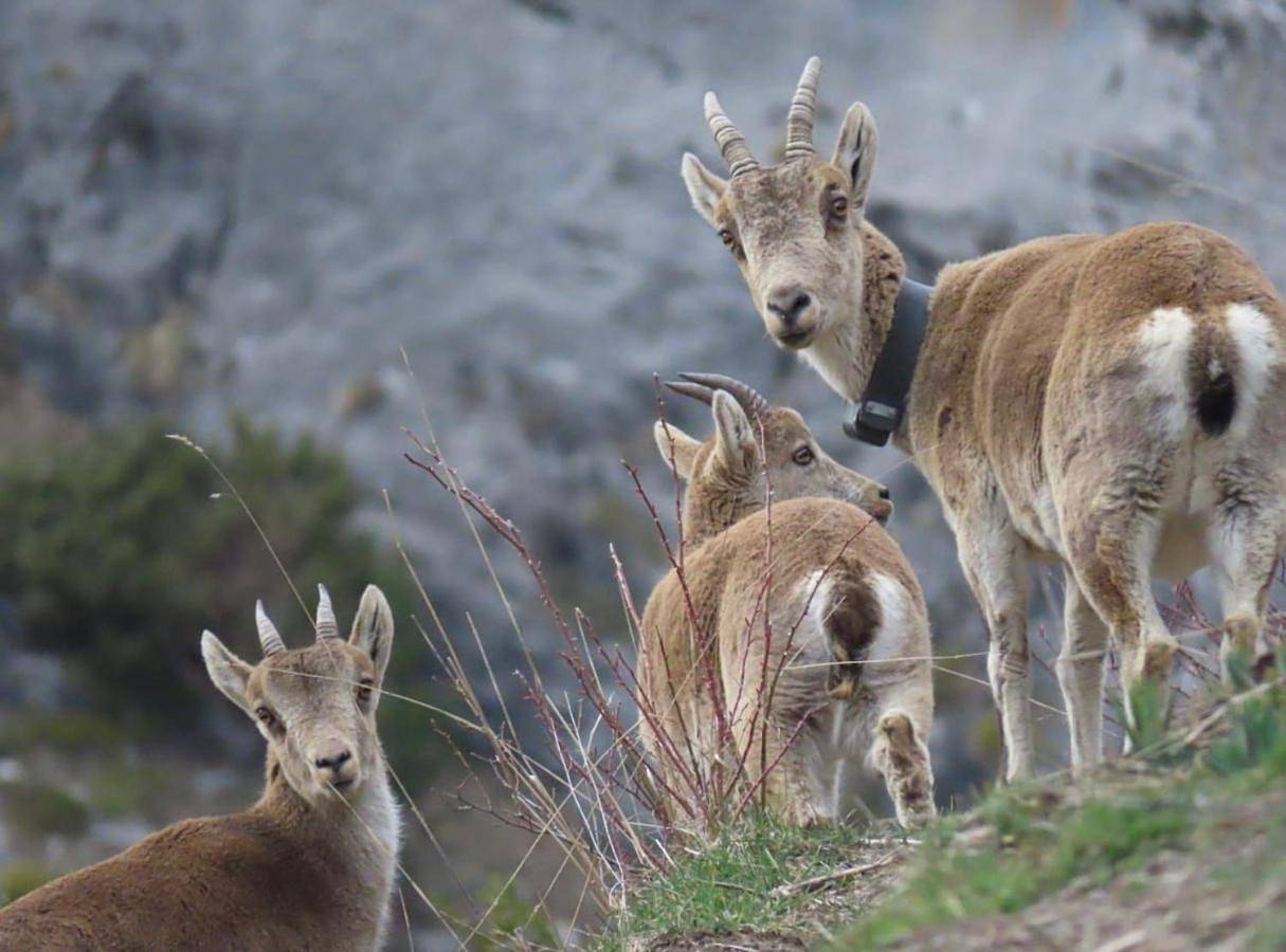 Grande caravane avec auvent au milieu du parc naturel des Pyrénées in Pic du Midi, Sers
