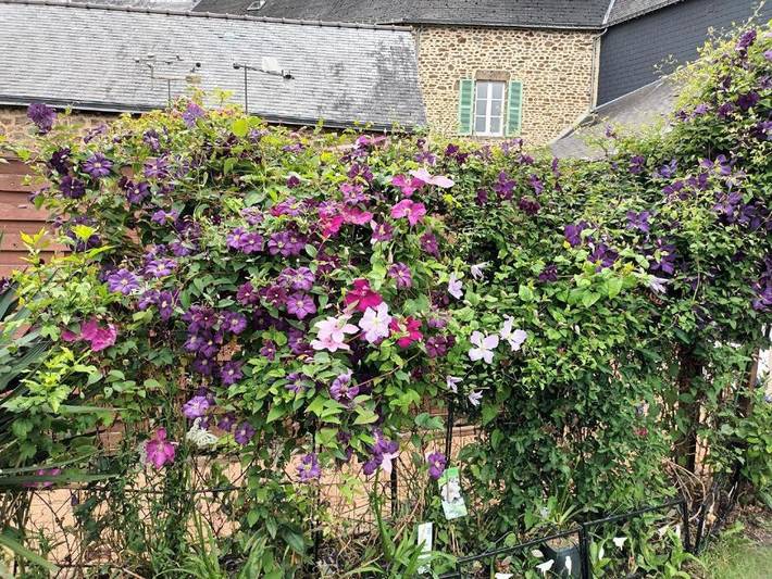 Gîte pour 2 personnes, avec jardin, animaux acceptés à Gorron - 4