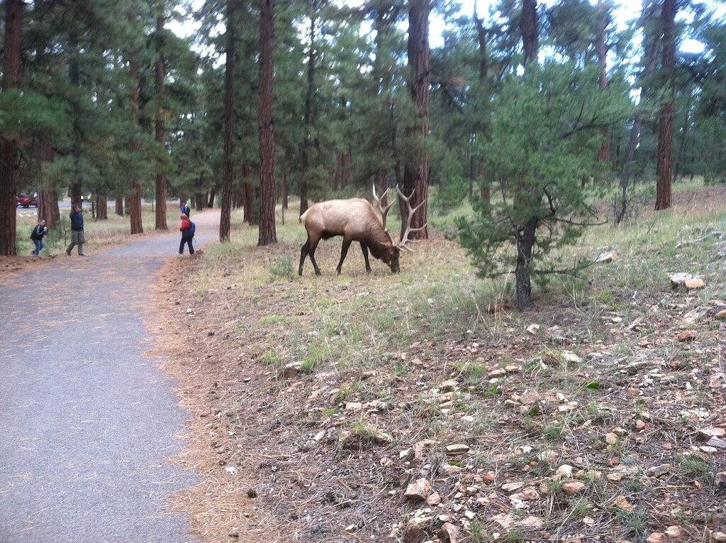 Grand Canyon / Williams / Route 66 Historischer Kurzurlaub in Williams (Arizona), Coconino Nationalwald