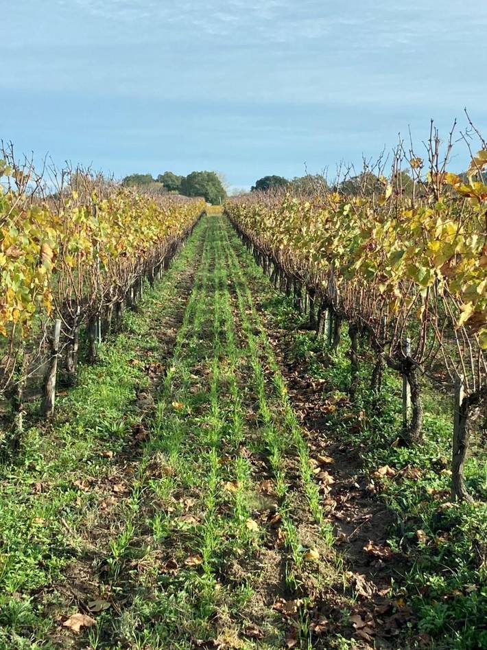 Chambre d’hôtes 'Château Laborde Caudalie' avec jardin commun, Wi-Fi et climatisation in Saint-Médard-de-Guizières, Région de Libourne