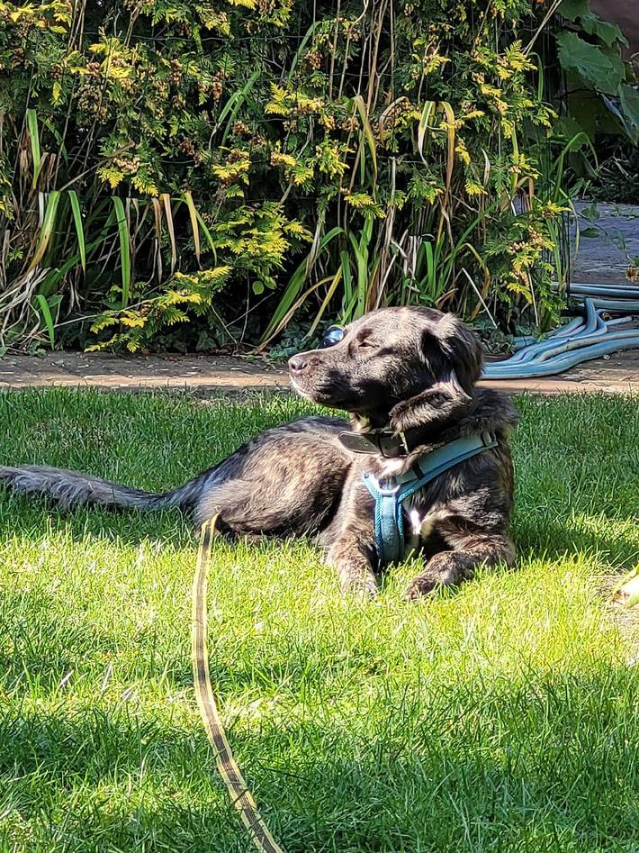 Ferienhaus für 3 Personen, mit Terrasse und Garten in Naturpark Barnim - 4