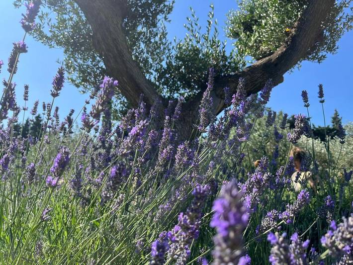 Maison d’hôte pour 2 personnes, avec jacuzzi ainsi que jardin et piscine dans les Bouches-du-Rhône - 4