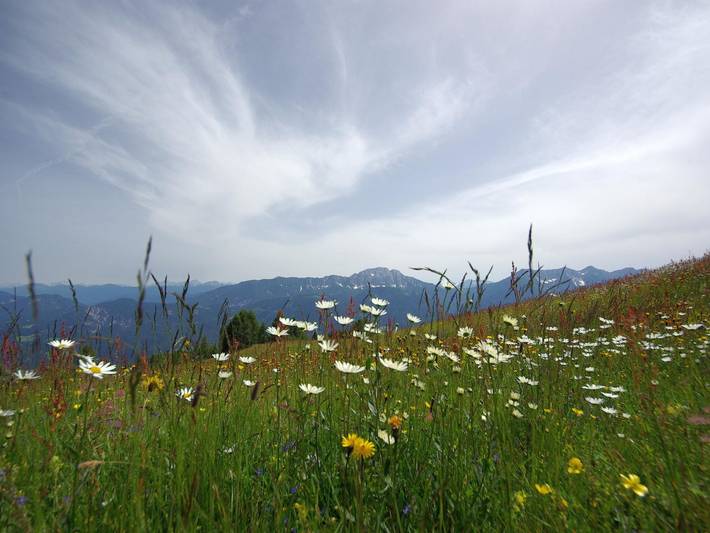 Almhotel Fichtenheim - Einzelzimmer in Kreuzeckgruppe, Berg im Drautal