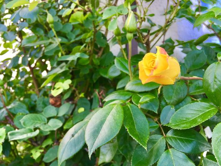 Location de vacances pour 6 personnes, avec jardin et vue à Klagenfurt am Wörthersee - 2