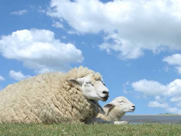 Ferienwohnung für 3 Personen in Schillig Strand, Schillig, Bild 4