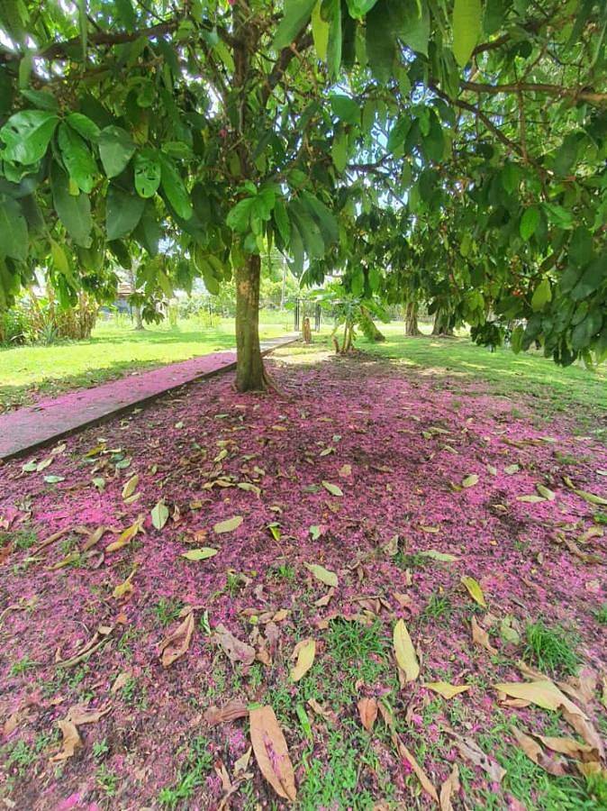 Gîte pour 4 personnes, avec piscine ainsi que vue et jardin à Remire-Montjoly - 3
