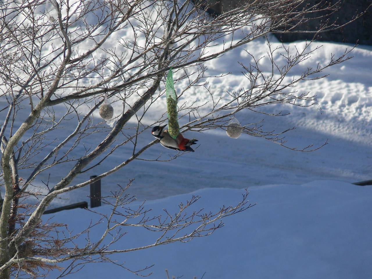 Ganze Ferienwohnung, Ferienwohnung "Hahnenkamm" in Reutte, Außerfern