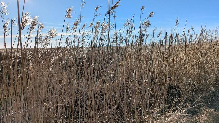 Ferienhaus für 7 Personen, mit Terrasse und Whirlpool sowie Sauna in Blavand - 4