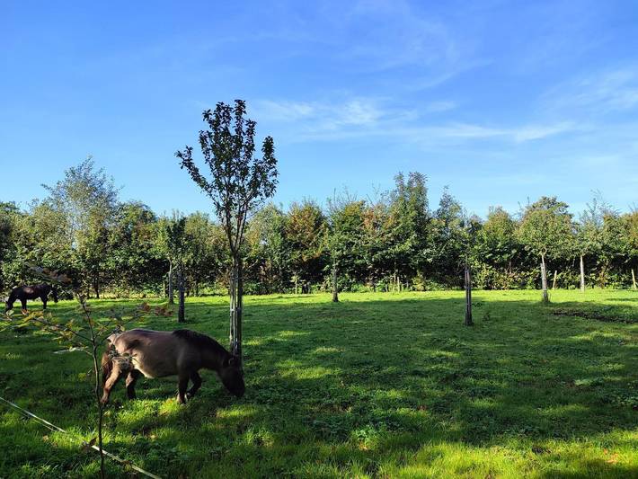 Gîte pour 4 personnes, avec jardin à Octeville-sur-Mer - 4