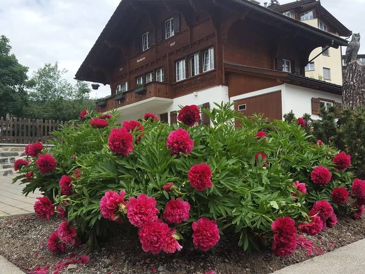 Ganze Wohnung, 3 Zimmer 3 Personen in Arosa, Plessur Alpen