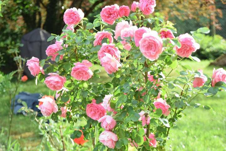 Chambre d’hôte pour 2 personnes, avec piscine ainsi que jardin et vue dans Parc naturel régional Périgord-Limousin - 4