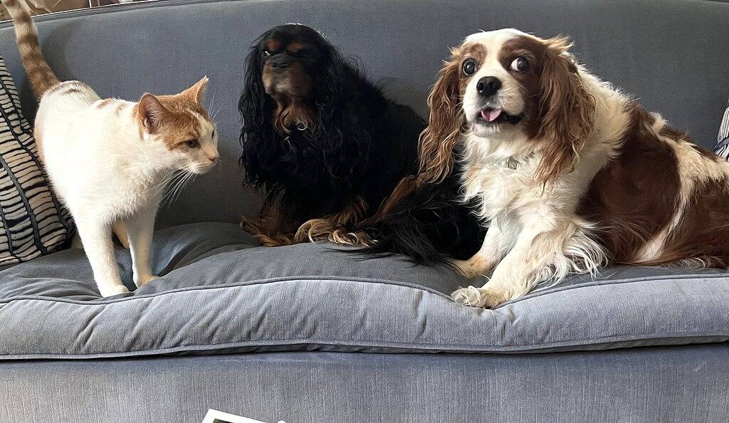 Carriage House unter Live Oaks im historischen Beaufort Sc in Beaufort, Beaufort County