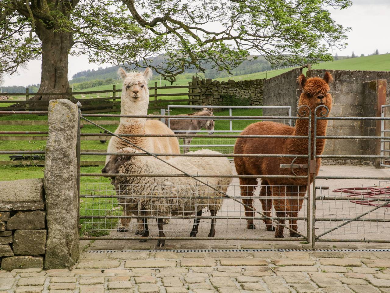 Bay Horse Farm in Yorkshire Dales National Park