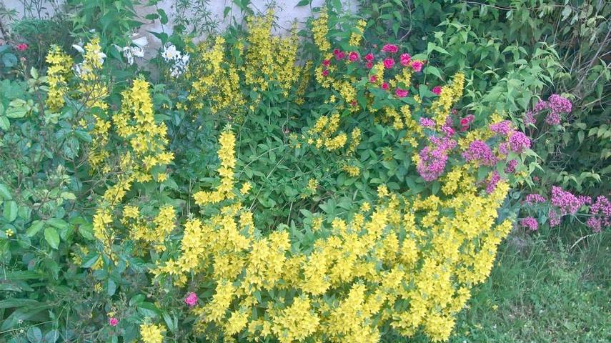 Maison d’hôte pour 9 personnes, avec jardin et vue dans Seine-et-Marne - 3