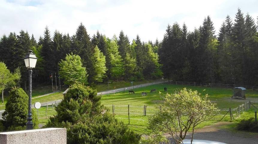Gîte pour 6 personnes, avec terrasse et vue, animaux acceptés à Breitenbach - 4