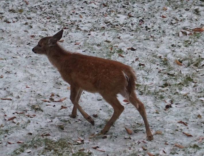 Gîte pour 8 personnes, avec jardin dans Mont-Tremblant - 4