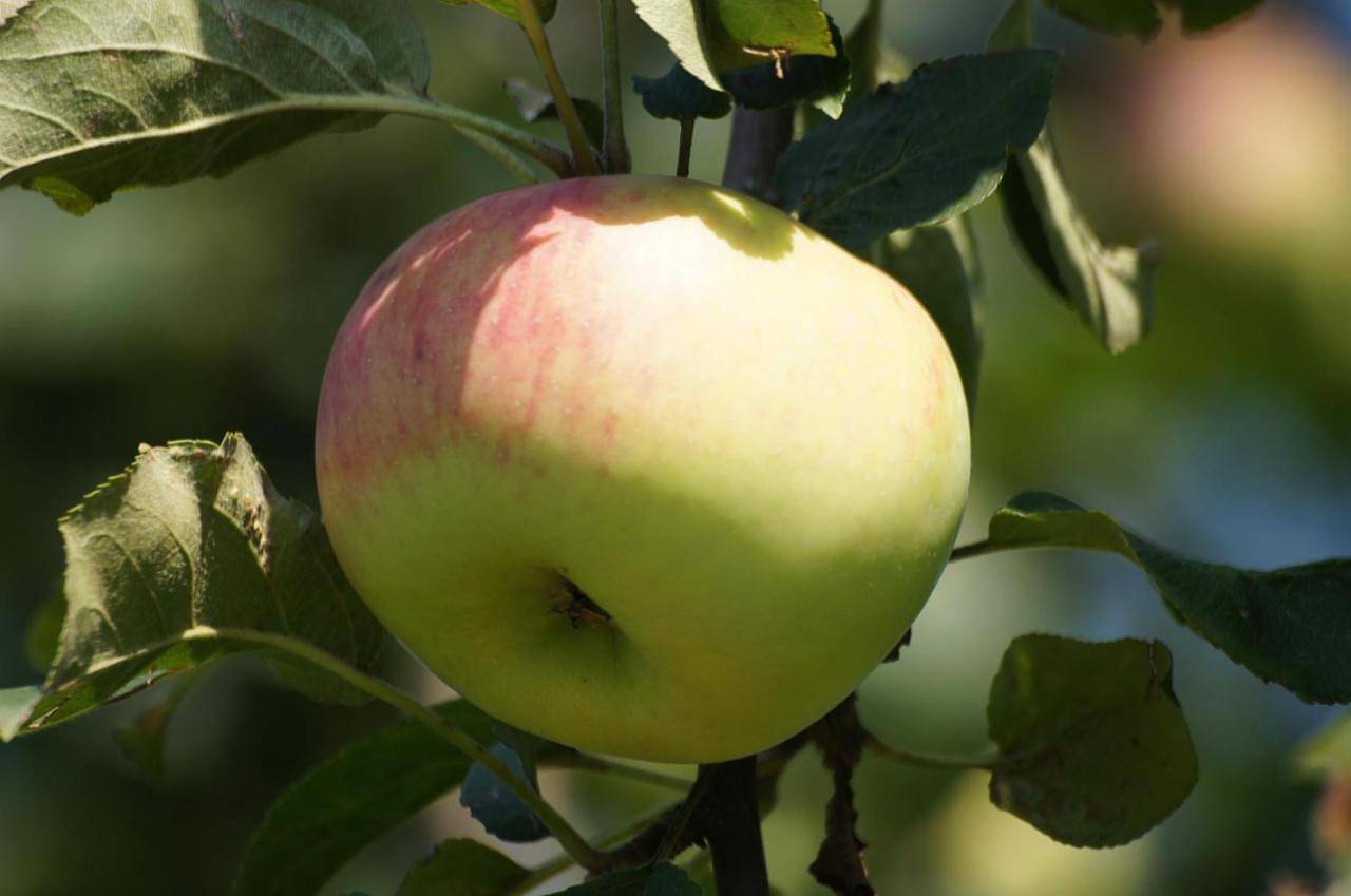 Ganze Wohnung, Ferienwohnung im Obstgarten in Achberg, Region Bodensee-Oberschwaben