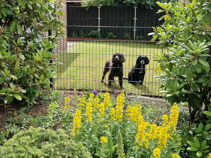 Ferienhaus für 5 Personen, mit Garten, kinderfreundlich in Sögel - 2