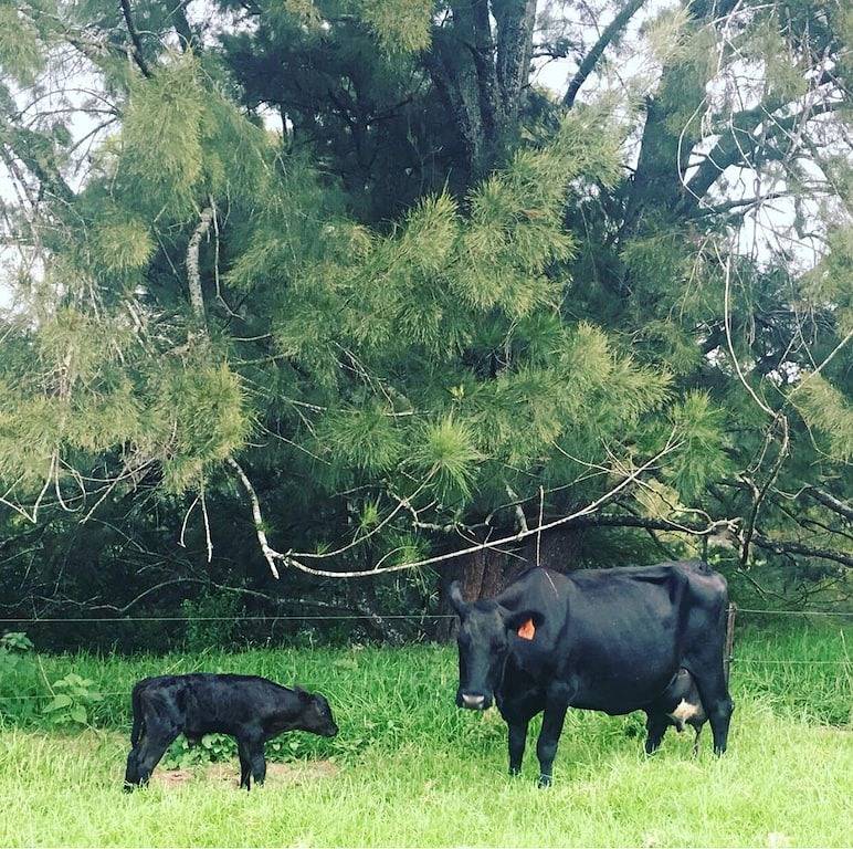 The Willows Cottage - Cosy Cottage in Barrengarry, New South Wales
